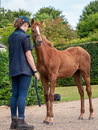 KS300622-62 - Cupboard Love's foal by Territories